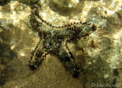 Asteropsis carinifera