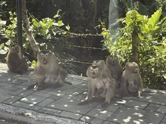 Macaca