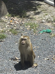 Macaca