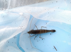 Macrobrachium placidulum