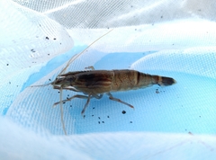 Macrobrachium placidulum