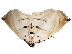 Trichophysetis hampsoni