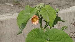 Abutilon hulseanum