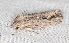 Agriophara confertella