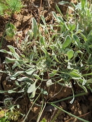 Hesperevax caulescens