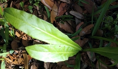 Hypochaeris chillensis