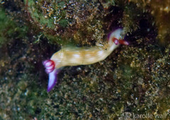 Hypselodoris violabranchia