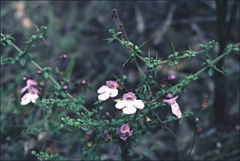 Prostanthera spinosa