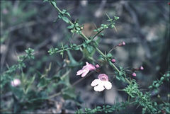 Prostanthera spinosa