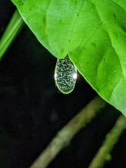 Teratohyla pulverata