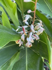 Alpinia
