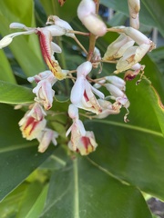 Alpinia