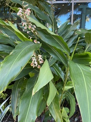 Alpinia
