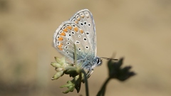 Polyommatus thersites