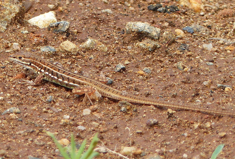 Speke’s Sand Lizard