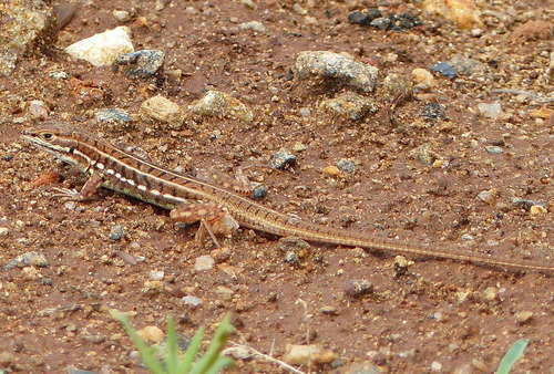 Speke’s Sand Lizard