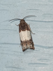 Epiblema tripartitana