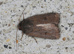 Proteuxoa hypochalchis