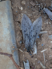Abantiades argentata