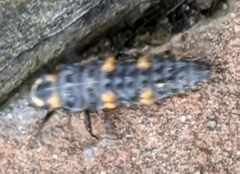 Coccinella septempunctata