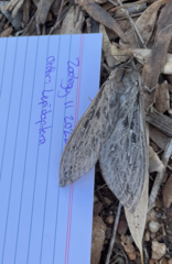 Abantiades argentata