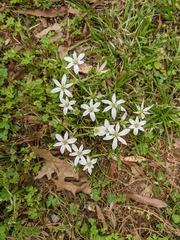 Ornithogalum umbellatum
