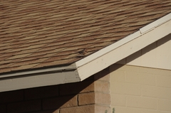 Haemorhous mexicanus