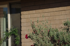 Haemorhous mexicanus