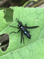 Penthosia satanica
