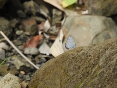 Celastrina lavendularis himilcon