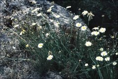 Brachyscome diversifolia