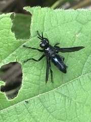 Penthosia satanica