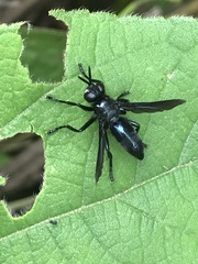 Penthosia satanica