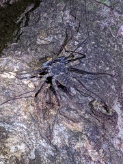 Paraphrynus laevifrons