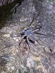 Paraphrynus laevifrons