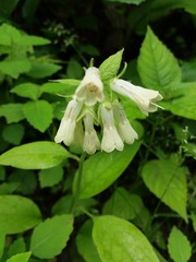 Symphytum grandiflorum