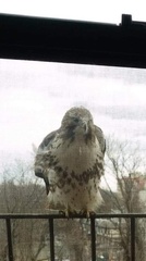 Buteo jamaicensis