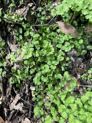 Adiantum jordanii image