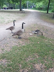 Branta canadensis