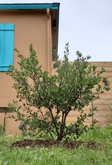 Arctostaphylos bakeri