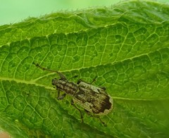 Polydrusus americanus