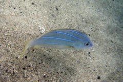 Lutjanus kasmira