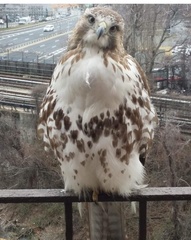 Buteo jamaicensis