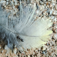 Psittaculidae