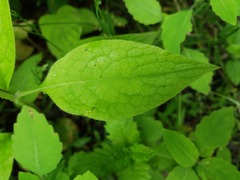 Symphytum grandiflorum