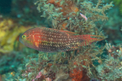 Oxycheilinus bimaculatus