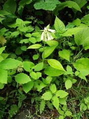 Symphytum grandiflorum