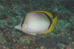 Chaetodon selene