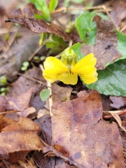 Viola eriocarpa