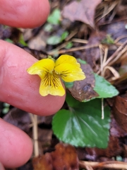 Viola eriocarpa
